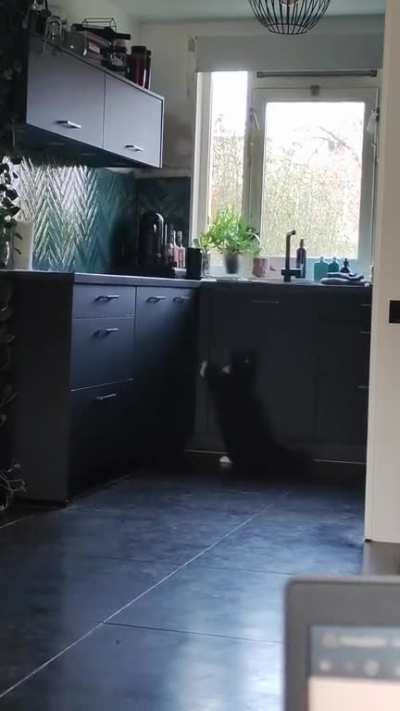 He isn't allowed to jump on the counter.