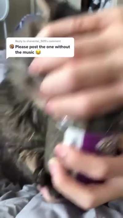 this cat is seeing things we can&rsquo;t see yo