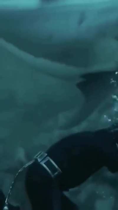Shark