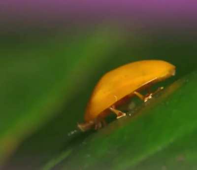 what is this little yellow guy