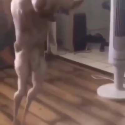 Racist doge