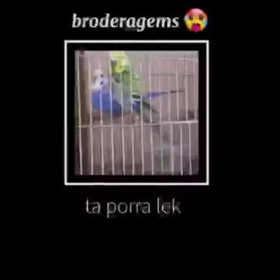 Na broderagem
