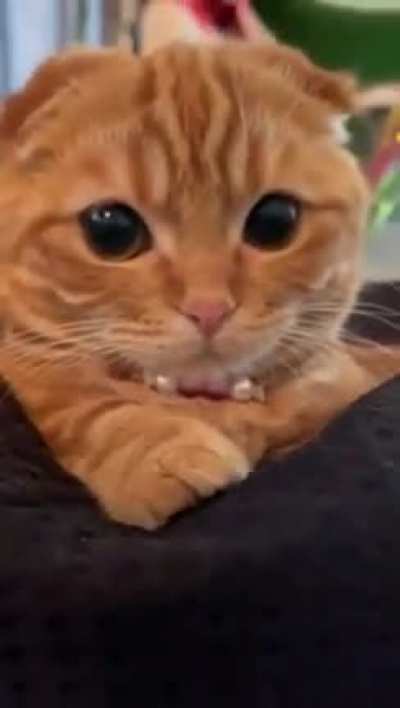 olhem o v&iacute;deo desse gatinho para se distrair um pouco