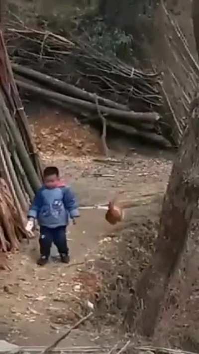 Chicken fight