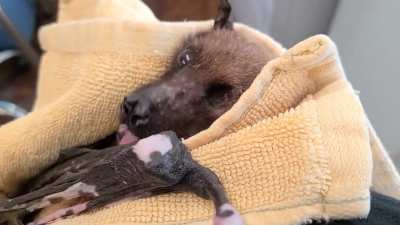 Statler, a rescued 33 year old Indian flying fox here at Bat World Sanctuary, has been getting some crazy social media attention lately! He sends his love and appreciation 🖤