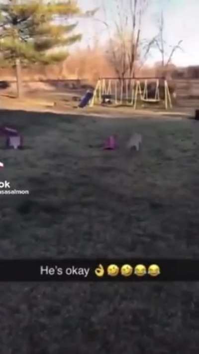 What the dog doin