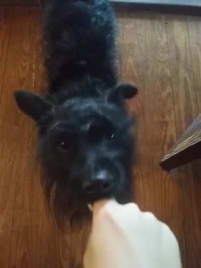 Agitating a small dog