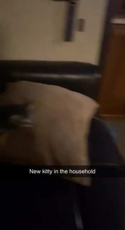Who&rsquo;s this new cat on the block?