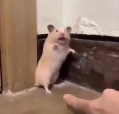 NOOO DON'T KILL ME! Oh it's you...