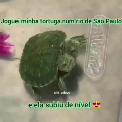 Daki a pouco vira uma tartaruga ninja 😍😍