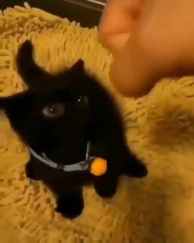 Smol kitten