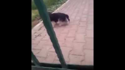 cachorro.