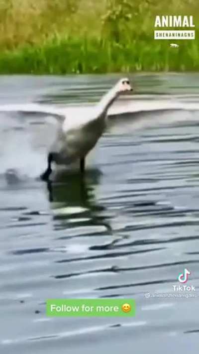 smooth landing