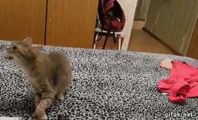Startled by sneeze