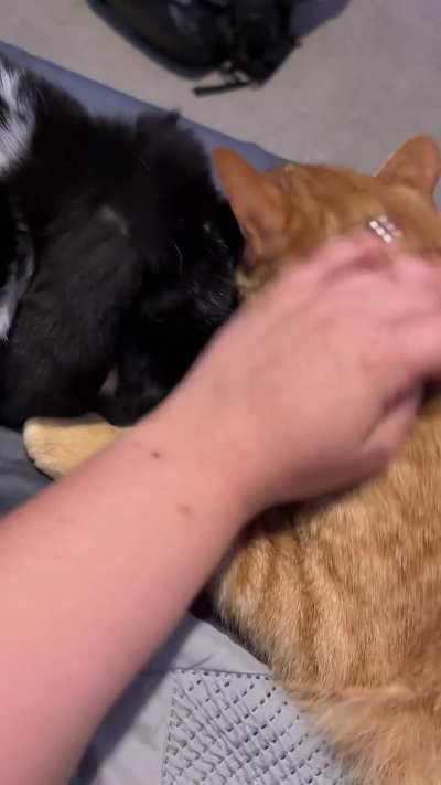 Mr. Kitty &amp;amp; Big Floppa