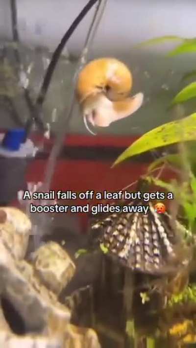 will u snail irl!!