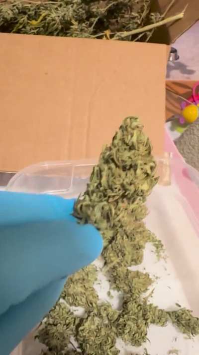 Is this a good trim job? &ldquo;Ayo&rdquo;
