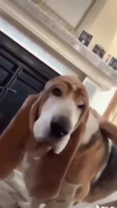 Basset hounds are the best dog