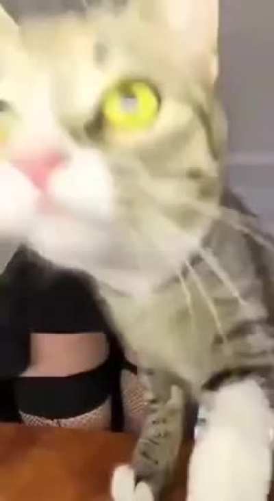 Enjoy frens
