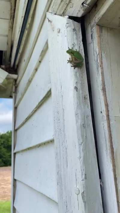 Mr. Frog wasn't having it