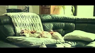 Drama doggo: the film ahh o meme n&atilde;o &eacute; meu, &eacute; de memes gringos