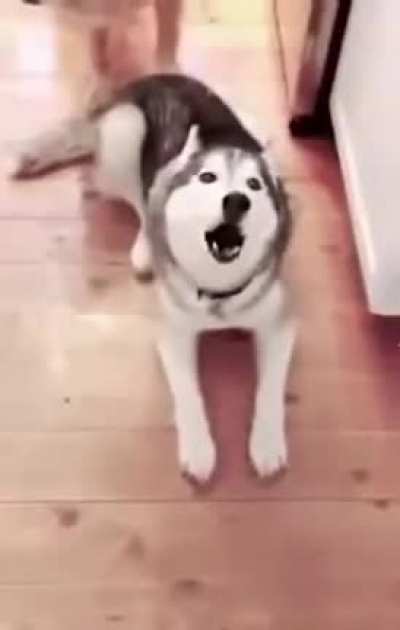 Huskies....