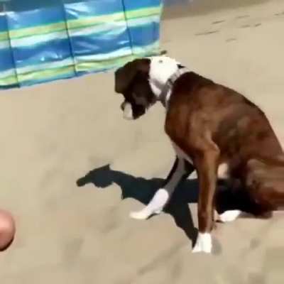 Dog gets bamboozled.