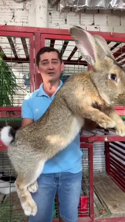 A 22lb male Flemish giant rabbit the size of a dog&hellip;