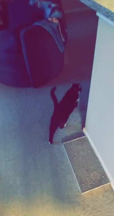 Wellerman&rsquo;s Cat (OC)