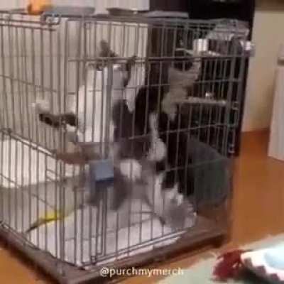 Котовасия?