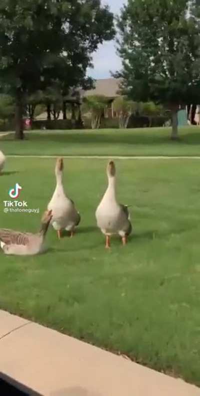 Bird Fighting