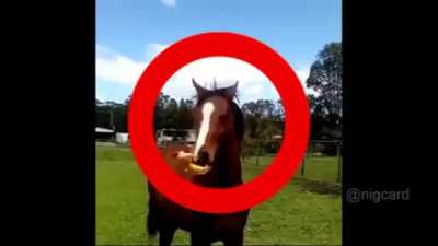 Allah horse
