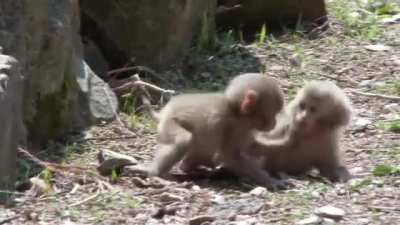 Snow baby monkey