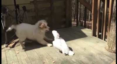 Puppy joe VS Quack the Parrot &hellip; FIGHT 😎