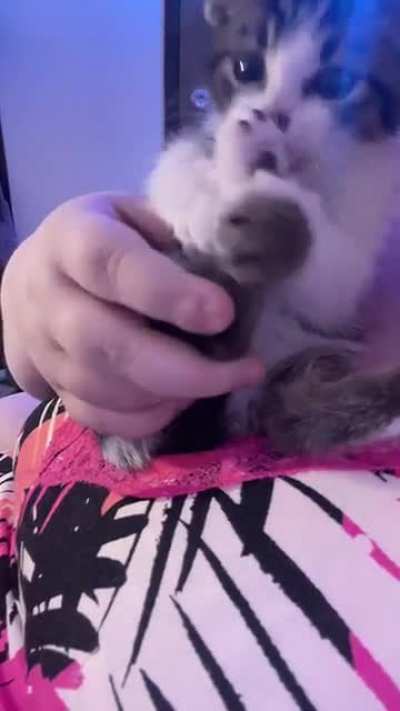 Hammy likes to be held like a baby