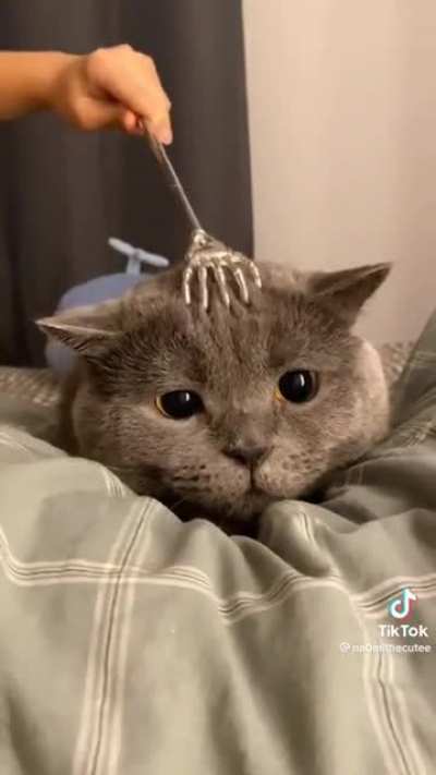 🐈🙀