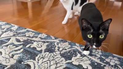 Startled frozen