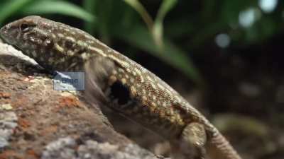 These Lizards have been playing Rock-Paper-Scissors with their sexual preference for 15 Million Years.
