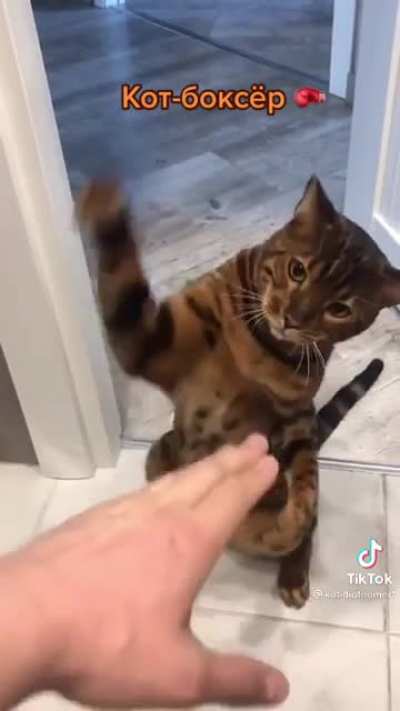 Cat boxing