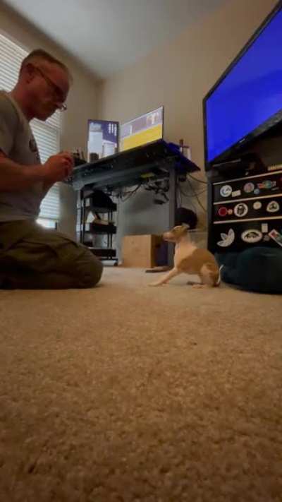 Ripley is learning impulse control quickly. Didn&rsquo;t realize how smart these little dogs are!