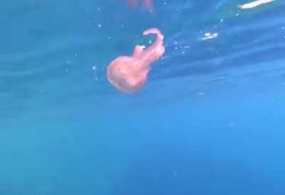 Jelly fish caught in a bubble ring