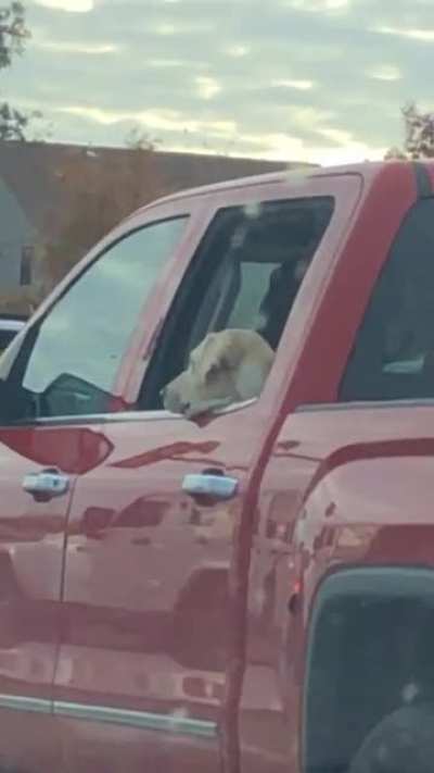 Me trying to get a dog to look at me.