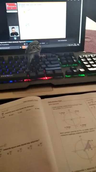 Kuşum bile ders &ccedil;alışmamı istemiyor