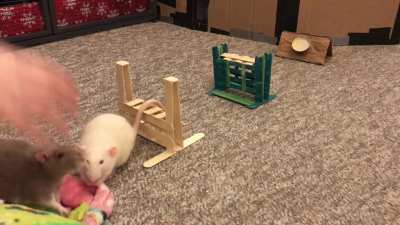 Sugar the Flyball Rat!