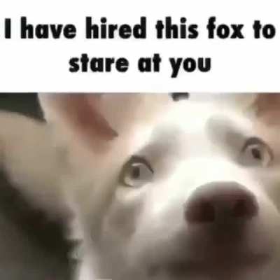 Stare_irl