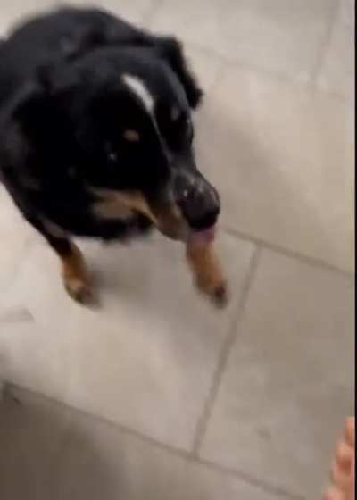 I felt the dog&rsquo;s frustration in this.😂