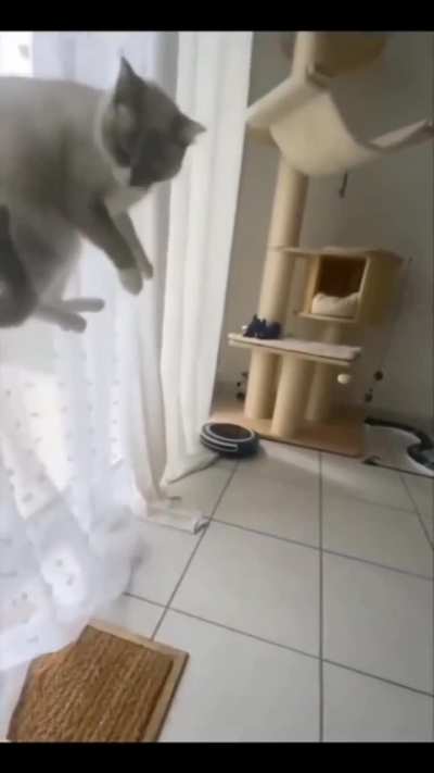 Surprised wunk