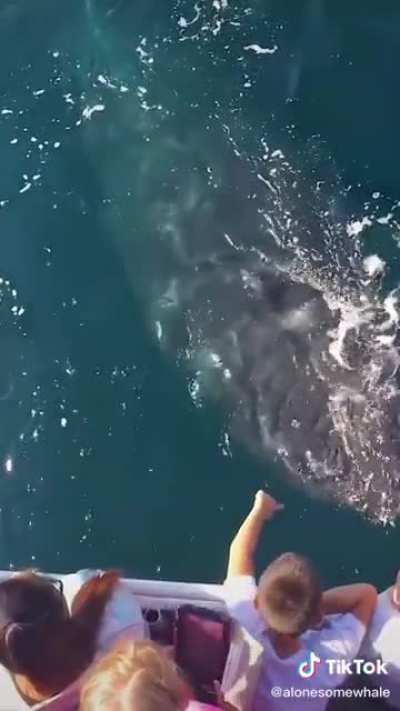 Don&rsquo;t care if it&rsquo;s a gentle whale, I&rsquo;m out