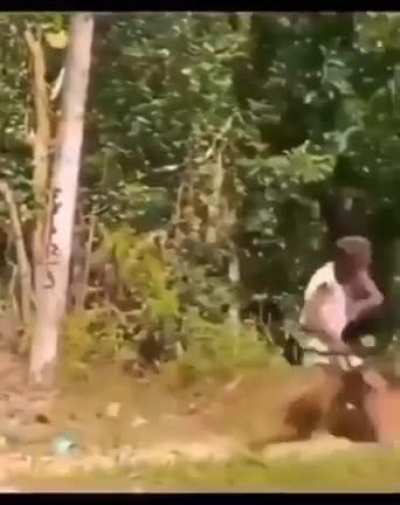 To fight off a giant fake spider