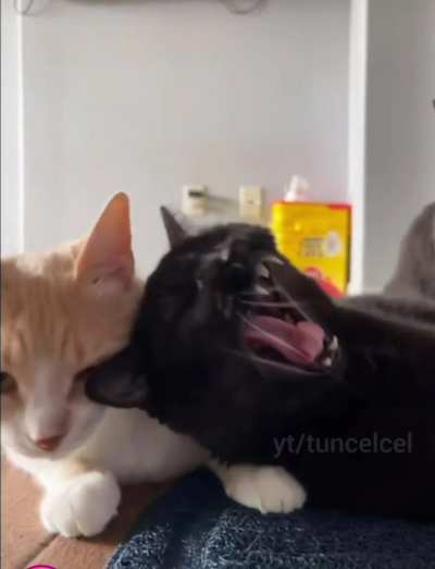 🐈O🐈&zwj;⬛P🐈🐈&zwj;⬛E🐈🐈&zwj;⬛T🐈🐈&zwj;⬛🐈H🐈&zwj;⬛